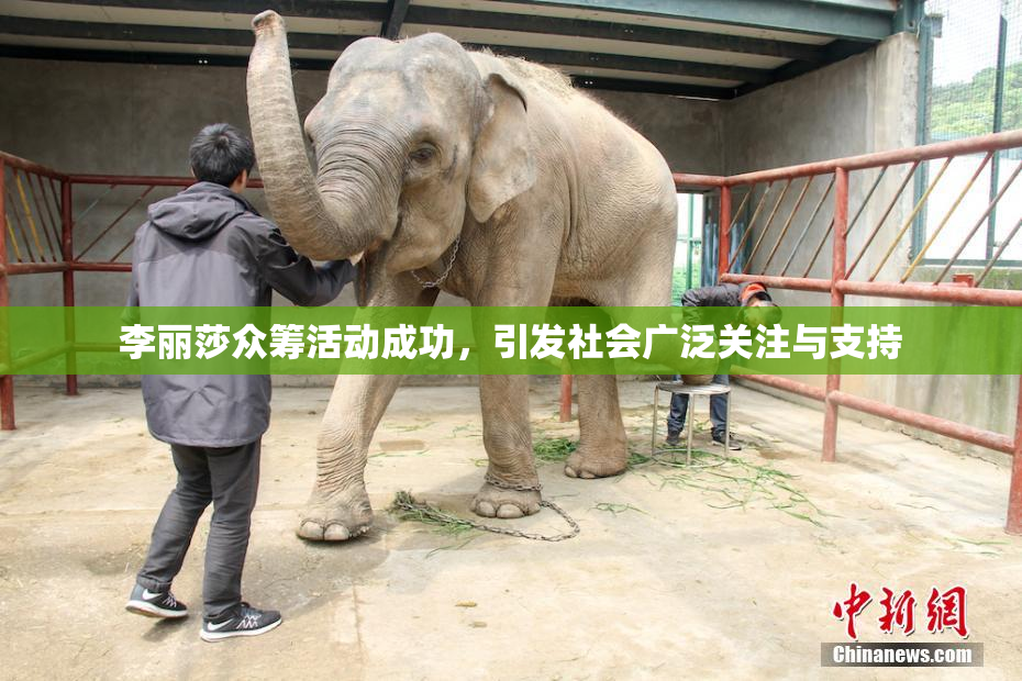 李丽莎众筹活动成功，引发社会广泛关注与支持