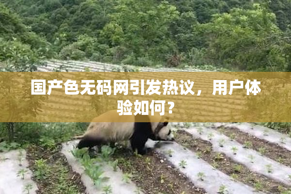 国产色无码网引发热议，用户体验如何？
