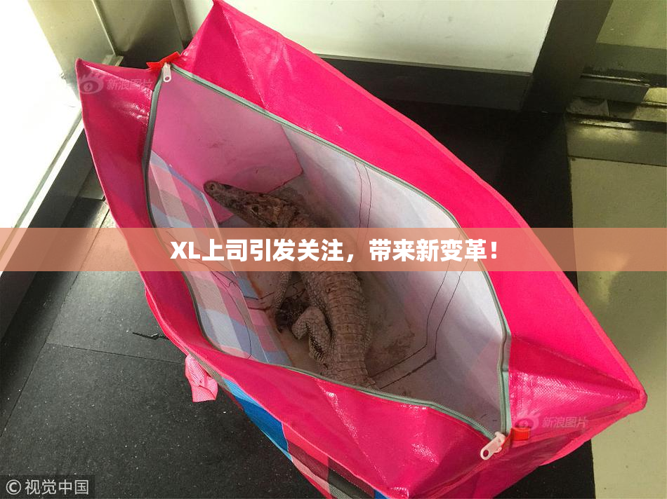 XL上司引发关注，带来新变革！