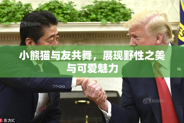 小熊猫与友共舞，展现野性之美与可爱魅力