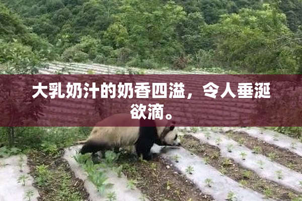 大乳奶汁的奶香四溢，令人垂涎欲滴。