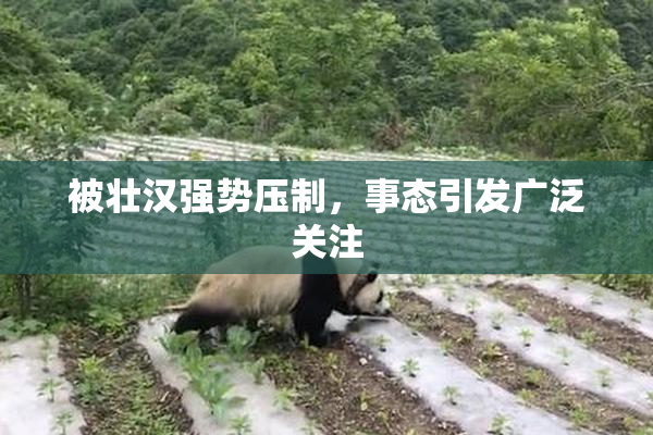 被壮汉强势压制，事态引发广泛关注
