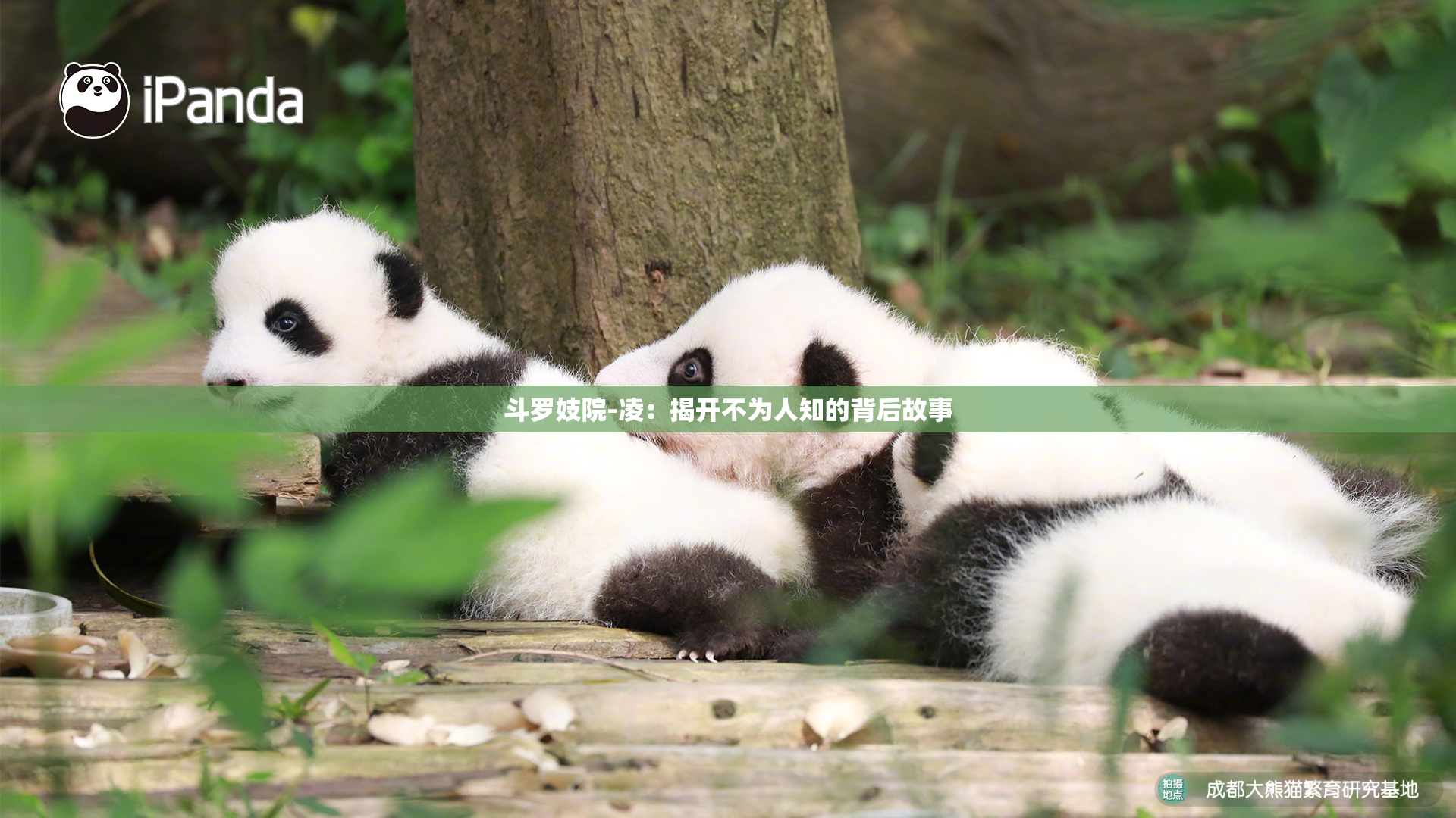 斗罗妓院-凌：揭开不为人知的背后故事