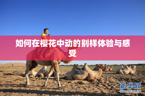 如何在樱花中动的别样体验与感受
