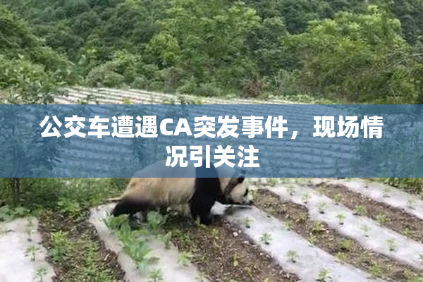 公交车遭遇CA突发事件，现场情况引关注