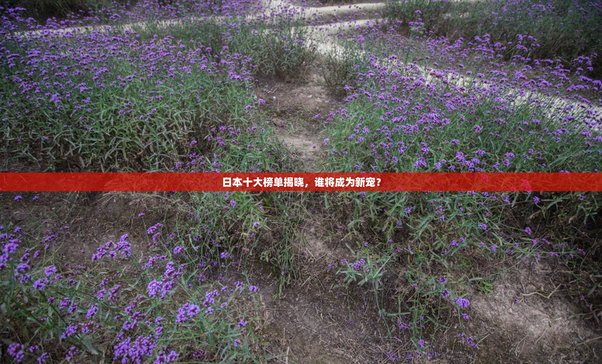 日本十大榜单揭晓，谁将成为新宠？