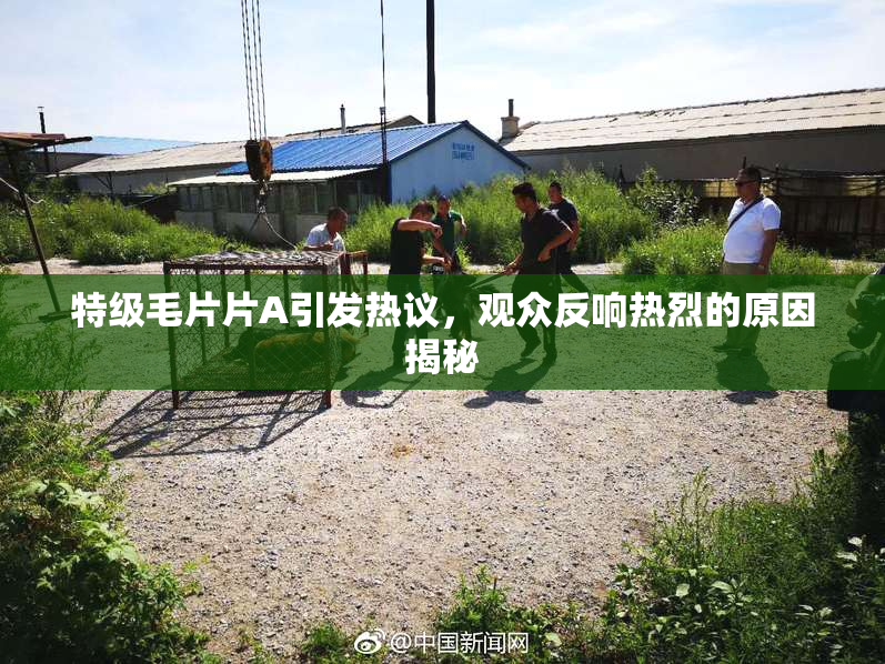 特级毛片片A引发热议，观众反响热烈的原因揭秘
