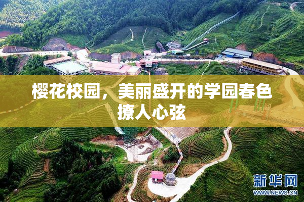 樱花校园，美丽盛开的学园春色撩人心弦