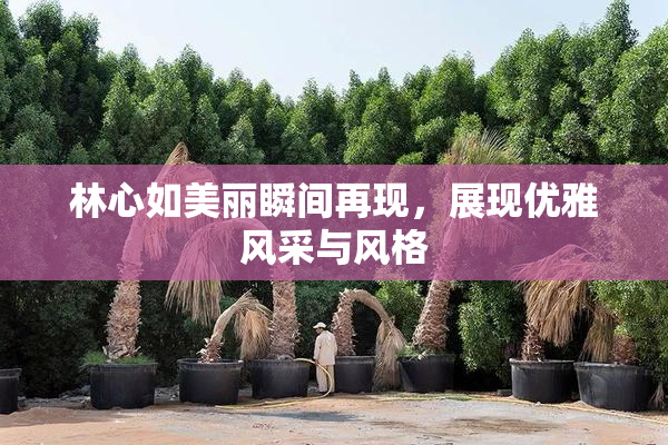 林心如美丽瞬间再现，展现优雅风采与风格