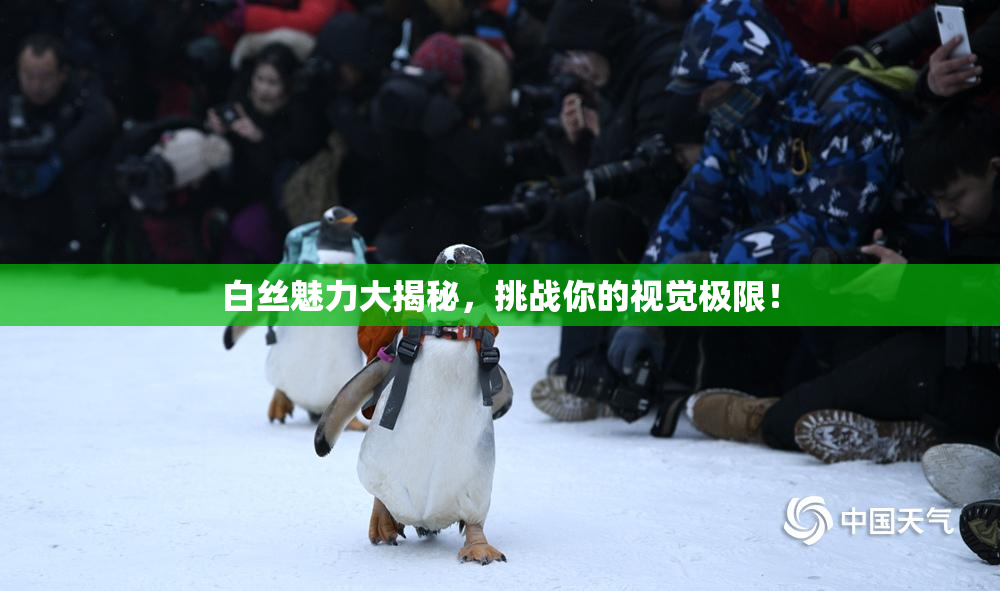 白丝魅力大揭秘，挑战你的视觉极限！