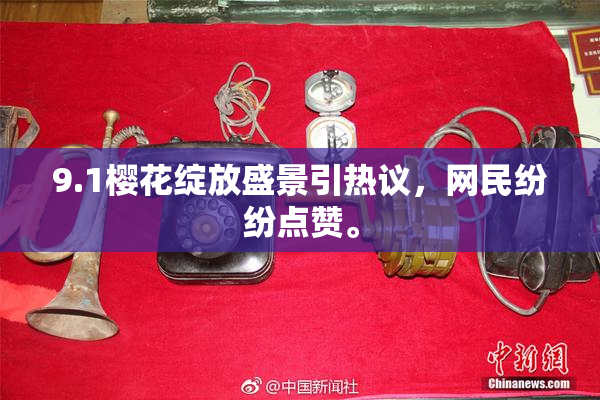 9.1樱花绽放盛景引热议，网民纷纷点赞。