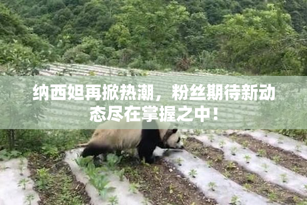 纳西妲再掀热潮，粉丝期待新动态尽在掌握之中！