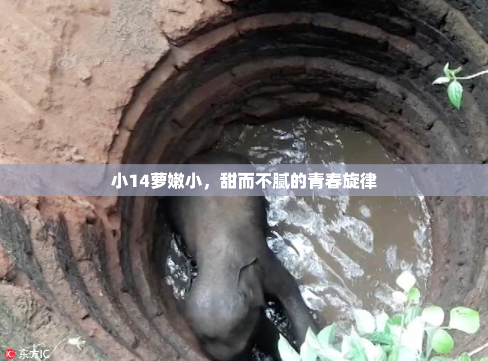 小14萝嫩小，甜而不腻的青春旋律