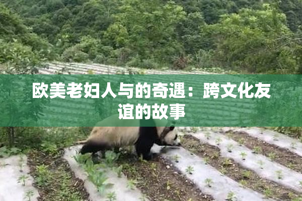 欧美老妇人与的奇遇：跨文化友谊的故事
