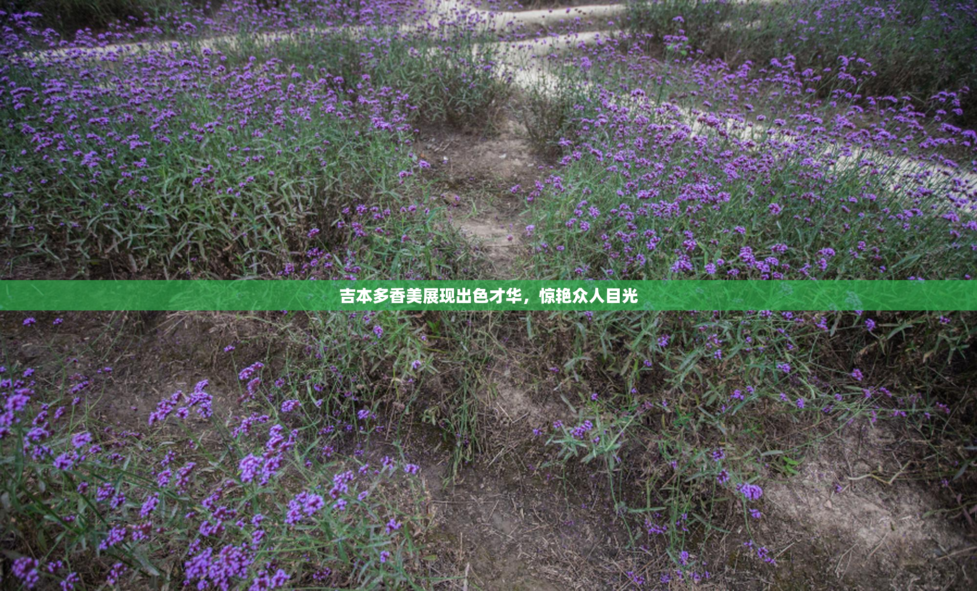 吉本多香美展现出色才华，惊艳众人目光