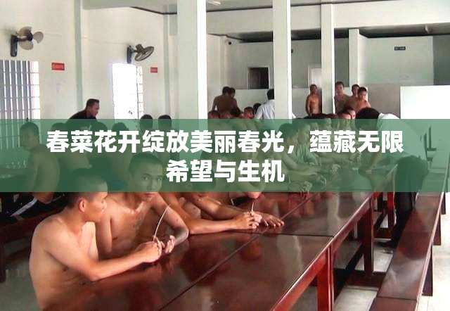 春菜花开绽放美丽春光，蕴藏无限希望与生机
