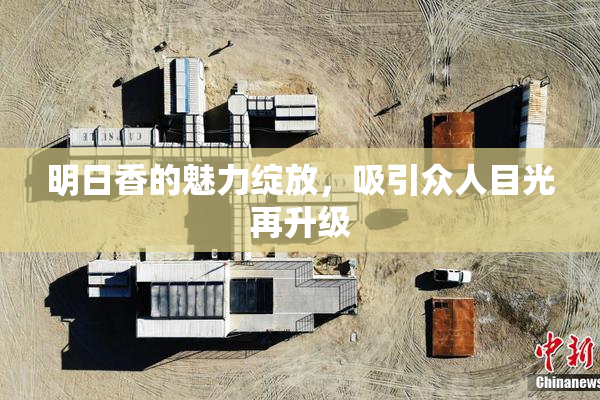 明日香的魅力绽放，吸引众人目光再升级