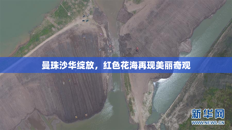 曼珠沙华绽放，红色花海再现美丽奇观