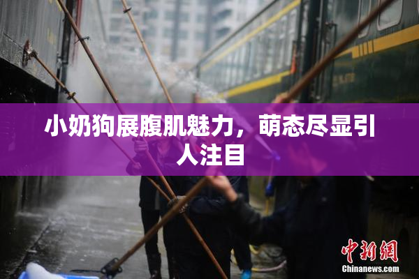小奶狗展腹肌魅力，萌态尽显引人注目