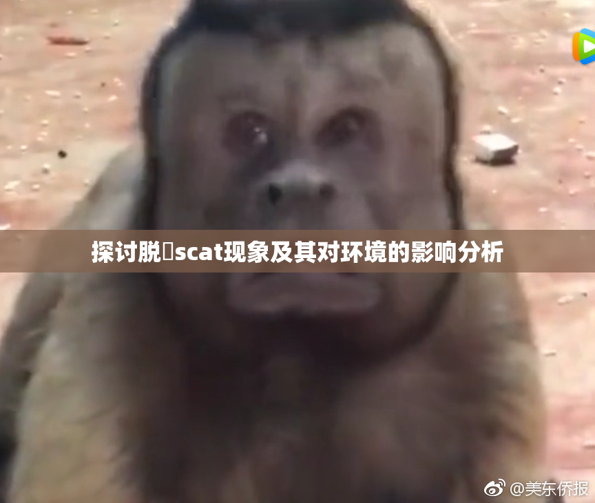 探讨脱糞scat现象及其对环境的影响分析