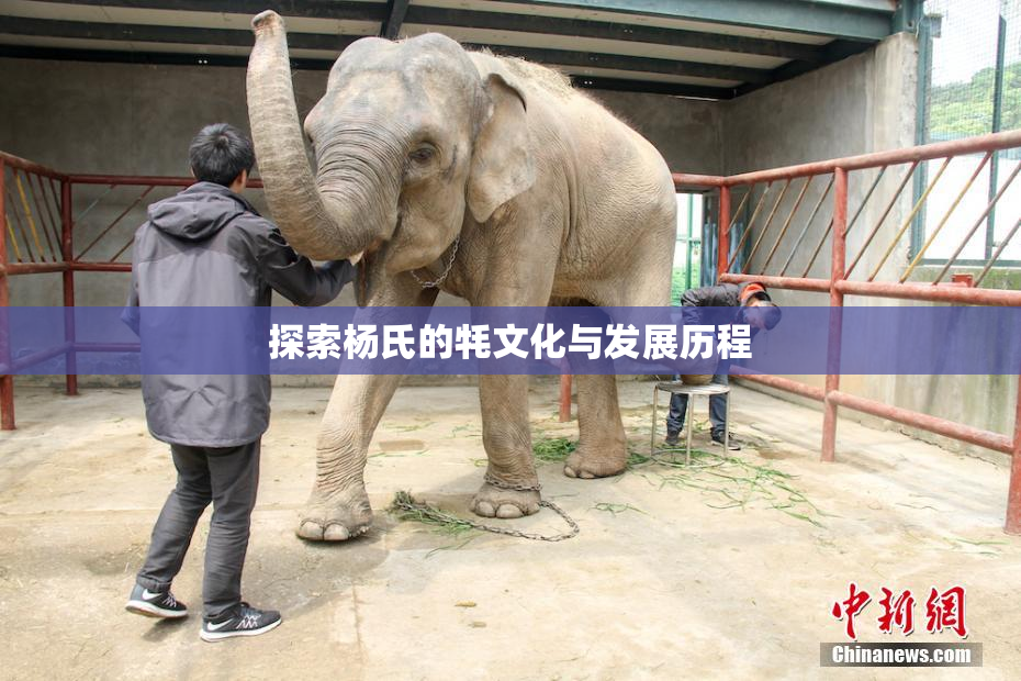 探索杨氏的牦文化与发展历程