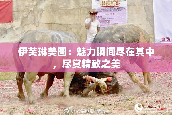 伊芙琳美图：魅力瞬间尽在其中，尽赏精致之美