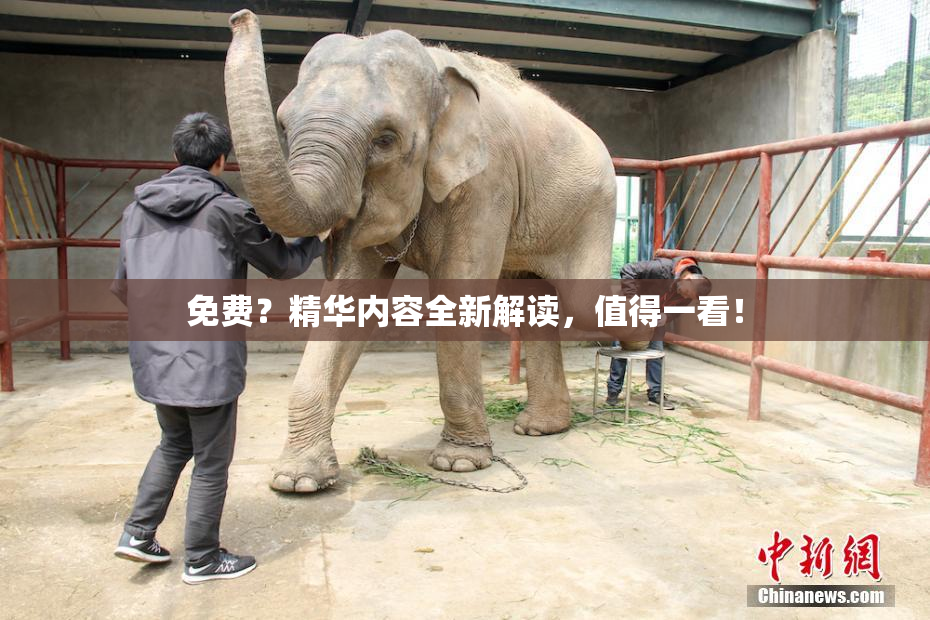 免费？精华内容全新解读，值得一看！