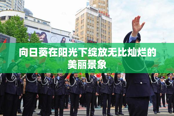 向日葵在阳光下绽放无比灿烂的美丽景象