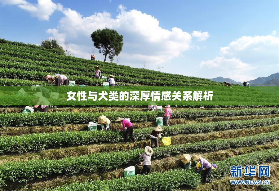女性与犬类的深厚情感关系解析