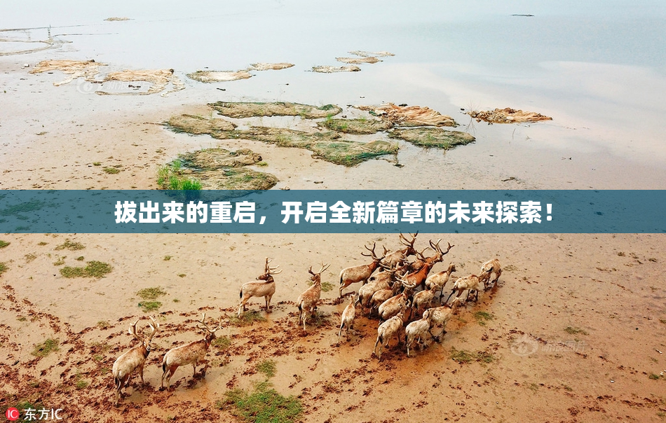 拔出来的重启，开启全新篇章的未来探索！