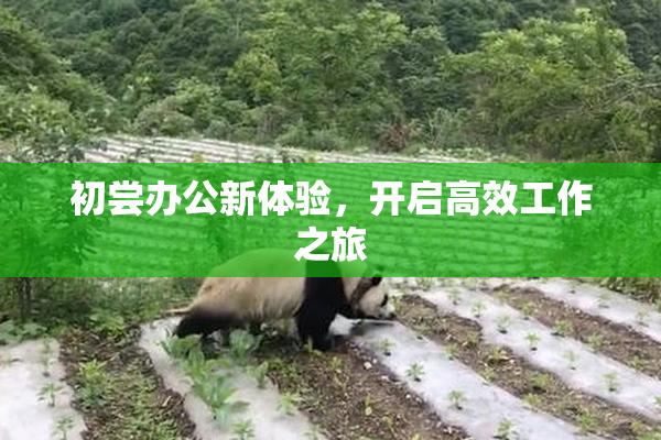 初尝办公新体验，开启高效工作之旅