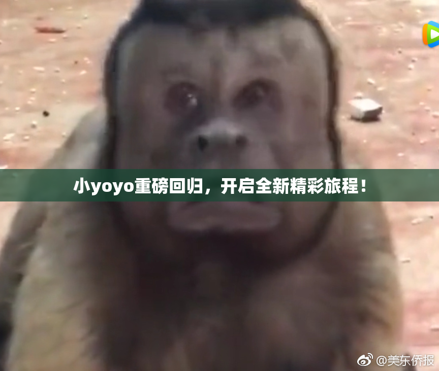 小yoyo重磅回归，开启全新精彩旅程！
