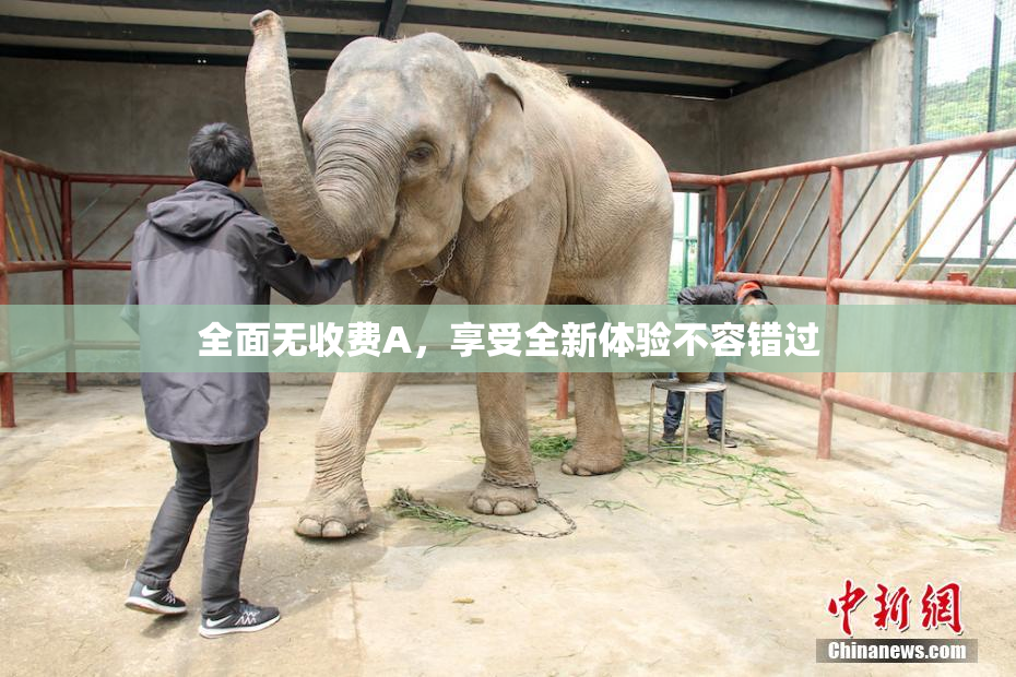全面无收费A，享受全新体验不容错过