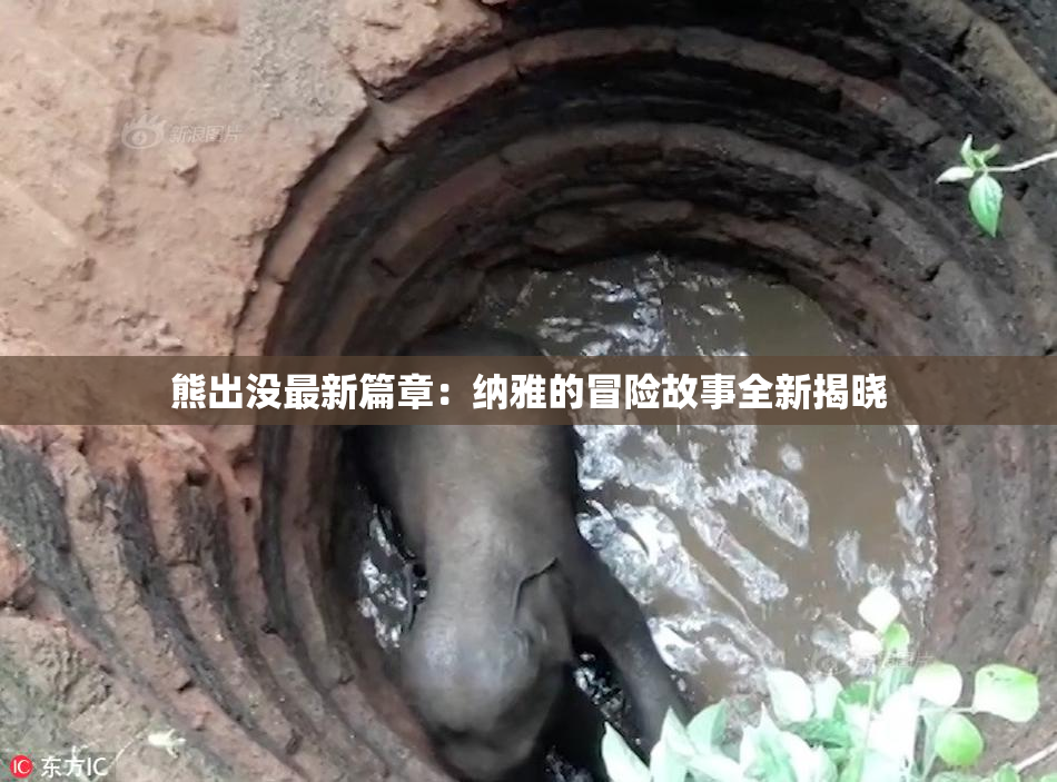 熊出没最新篇章：纳雅的冒险故事全新揭晓