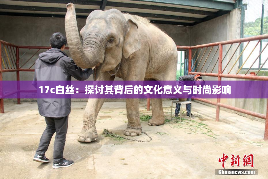 17c白丝：探讨其背后的文化意义与时尚影响