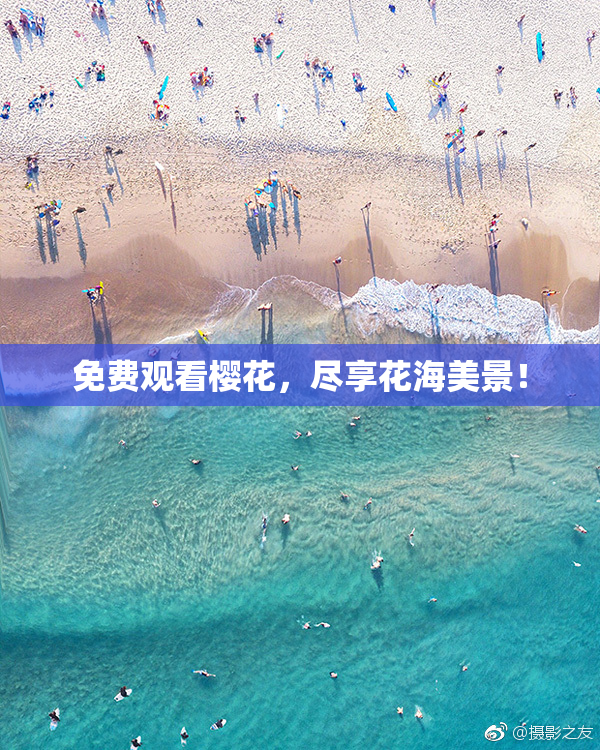 免费观看樱花，尽享花海美景！