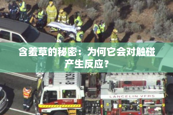 含羞草的秘密：为何它会对触碰产生反应？