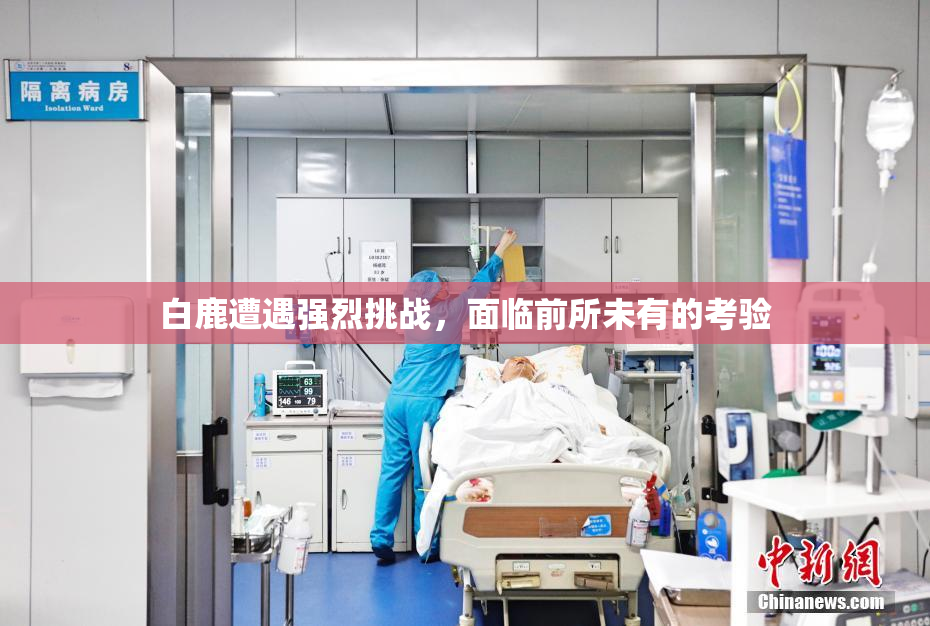 白鹿遭遇强烈挑战，面临前所未有的考验