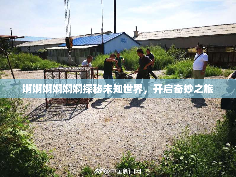 婀婀婀婀婀婀探秘未知世界，开启奇妙之旅