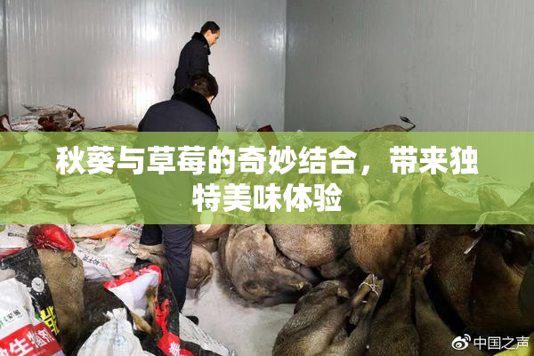 秋葵与草莓的奇妙结合，带来独特美味体验