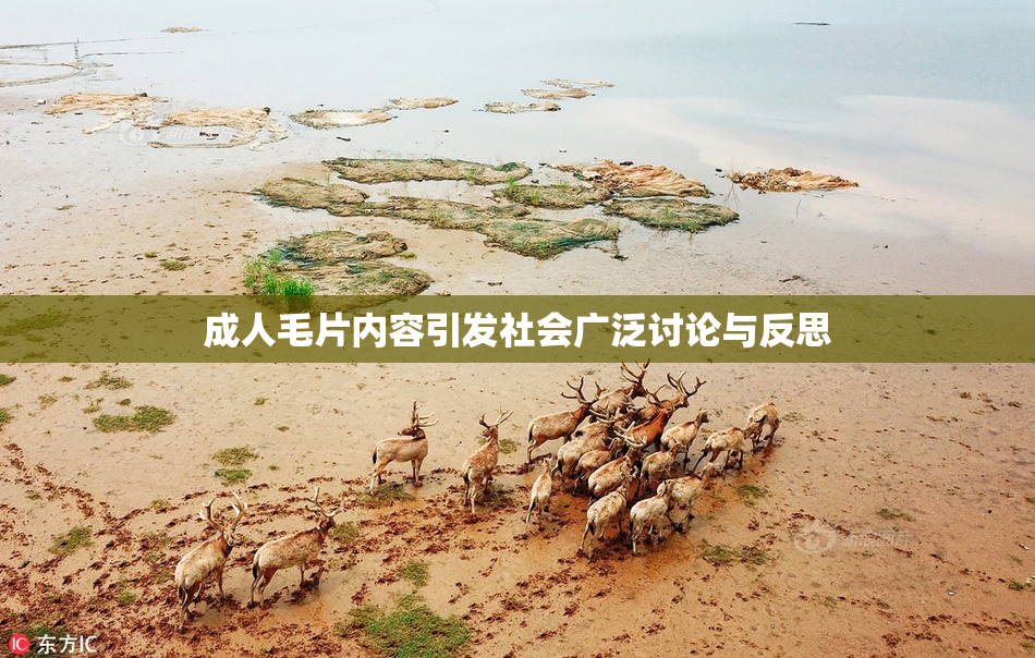 成人毛片内容引发社会广泛讨论与反思