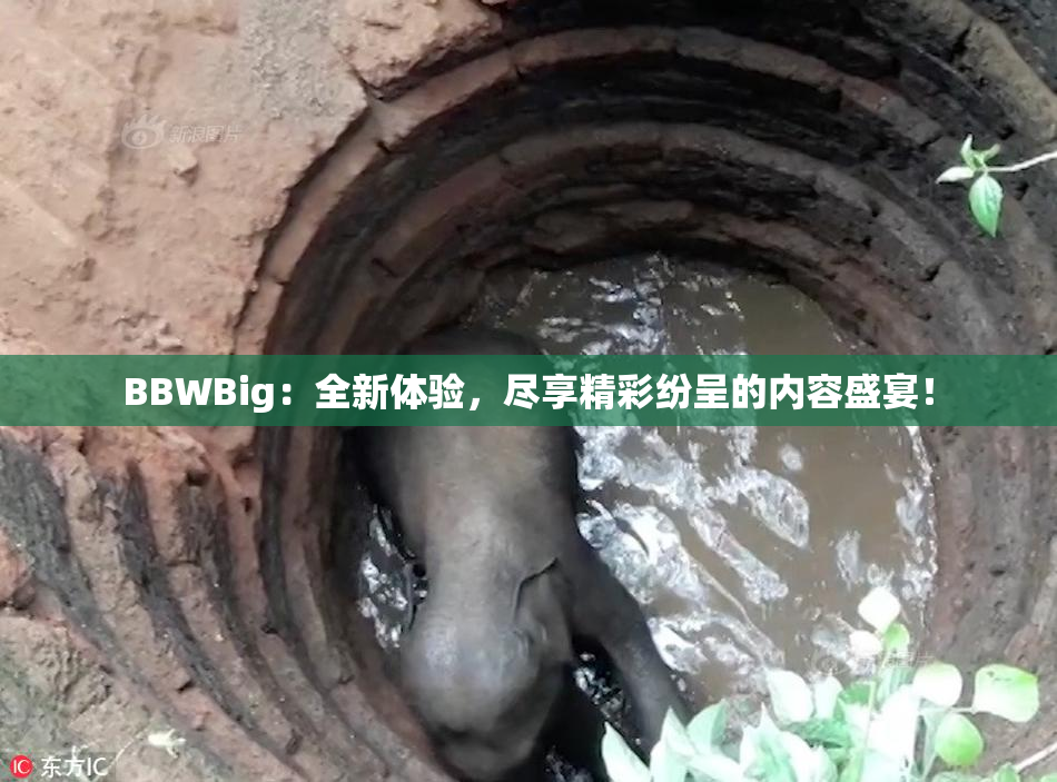 BBWBig：全新体验，尽享精彩纷呈的内容盛宴！