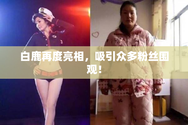 白鹿再度亮相，吸引众多粉丝围观！