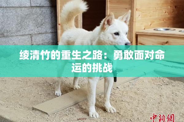 绫清竹的重生之路：勇敢面对命运的挑战