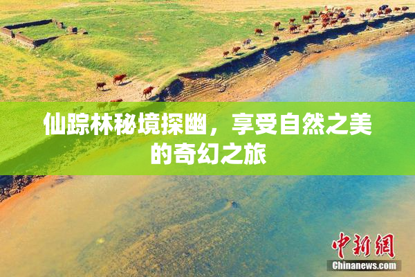 仙踪林秘境探幽，享受自然之美的奇幻之旅