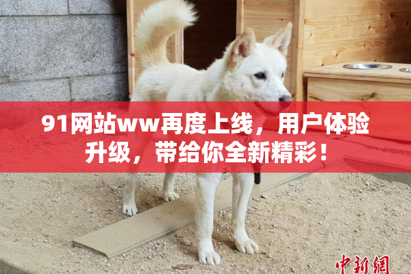 91网站ww再度上线，用户体验升级，带给你全新精彩！