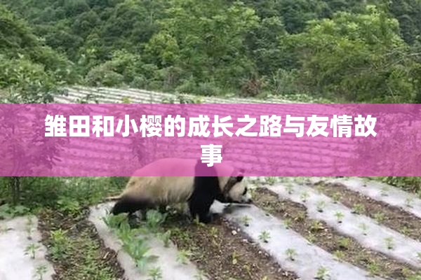 雏田和小樱的成长之路与友情故事