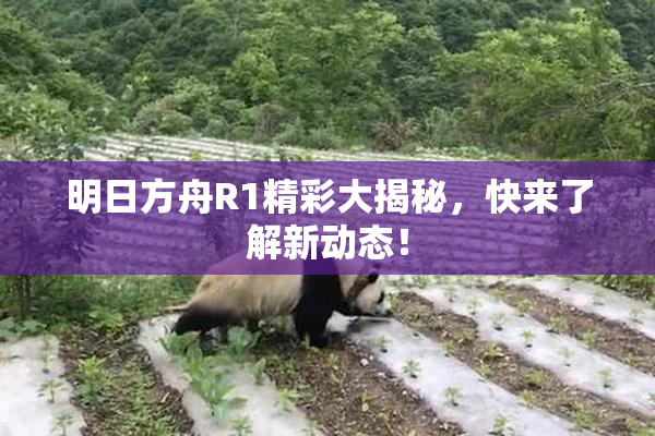 明日方舟R1精彩大揭秘，快来了解新动态！