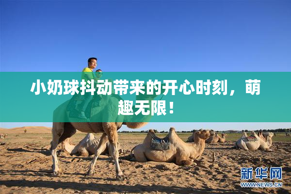 小奶球抖动带来的开心时刻，萌趣无限！