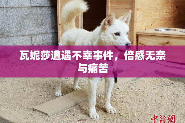瓦妮莎遭遇不幸事件，倍感无奈与痛苦